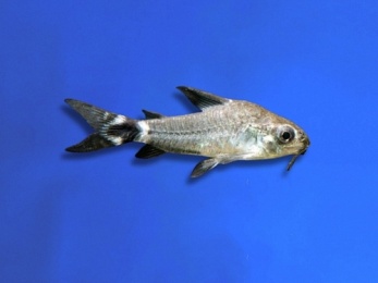 CORYDORAS HASTATUS DWARF