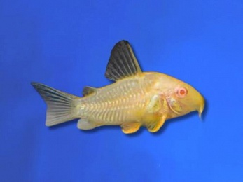 CORYDORAS STERBAI ALBINO