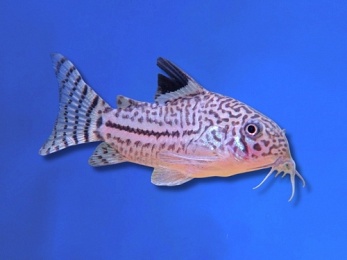 CORYDORAS THREE LINED