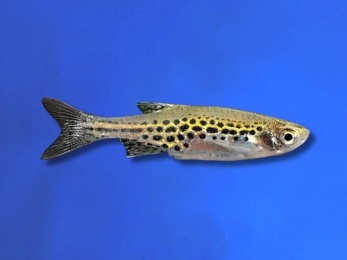 DANIO BURMESE GOLD SPOT