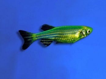 DANIO GMO GREEN DARK