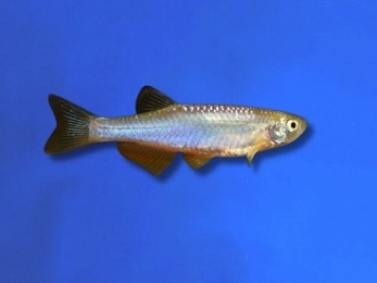 DANIO PEARL