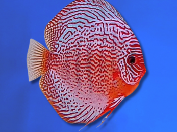 DISCUS LEOPARD