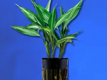 DRACAENA VARIEGATUS