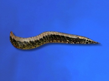 EEL SPINY BANDED