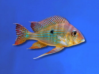 CICHLID GEOPHAGUS SURINAMENSIS RED STRIPED 