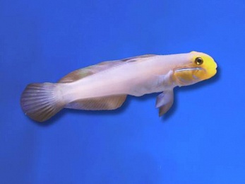 GOBY BLUE STREAK (VALENCIENNEA STRIGATA)