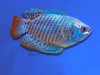 GOURAMI DWARF MALE