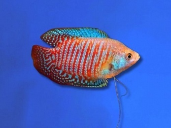 GOURAMI DWARF NEON RED