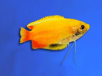 GOURAMI DWARF RED TAIL GOLDEN HONEY