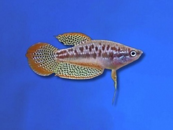 GOURAMI DWARF SPARKLING PYGMY