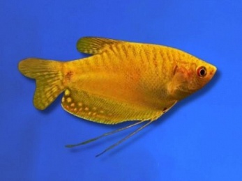 GOURAMI GOLDEN