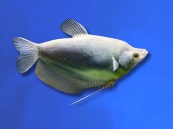 GOURAMI MOONLIGHT