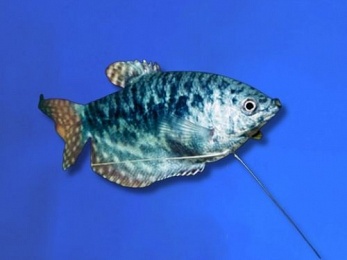 GOURAMI BLUE