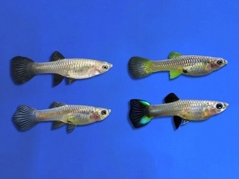GUPPY FEMALE ASSORTED ENDLER
