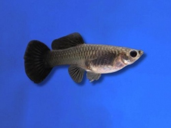 GUPPY FEMALE BLACK