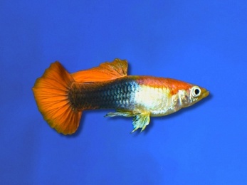 GUPPY FEMALE BLONDE TUXEDO