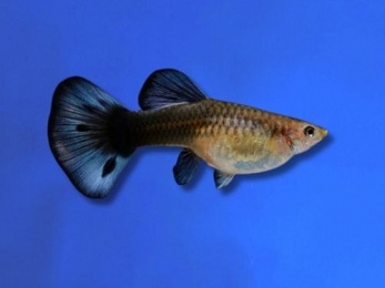 GUPPY FEMALE BLUE NEON