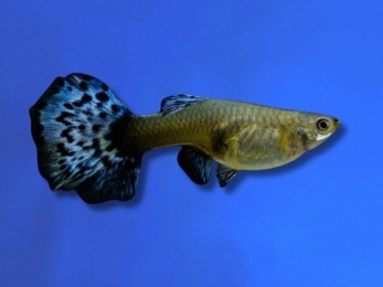 GUPPY FEMALE DUMBO BLUE DIAMOND