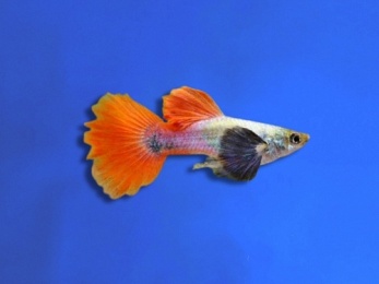 GUPPY FEMALE DUMBO KOI REDTAIL