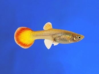 GUPPY FEMALE FLAME TAIL