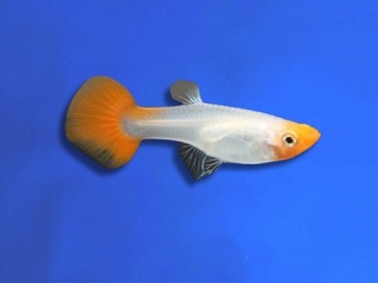 GUPPY FEMALE GOLDEN HEAD