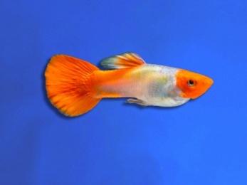 GUPPY FEMALE KOI GOLDEN