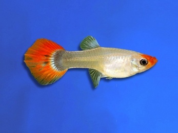GUPPY FEMALE KOI TUXEDO