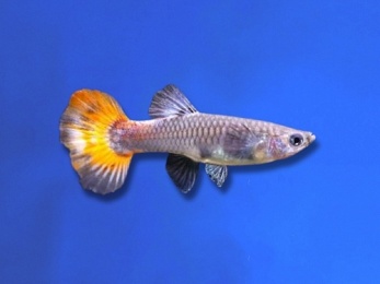 GUPPY FEMALE MERRYGOLD TUXEDO
