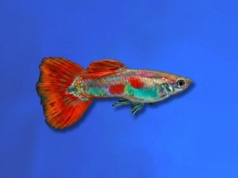 GUPPY FEMALE PIGEON BLOOD