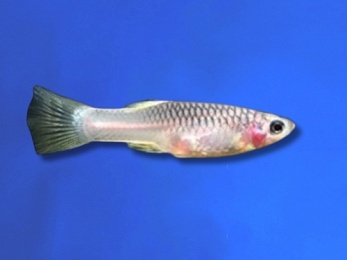 GUPPY FEMALE PINK TUXEDO