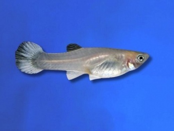 GUPPY FEMALE SNOW WHITE