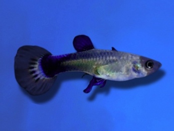 GUPPY MALE BLUE KOI