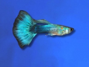 GUPPY MALE BLUE NEON