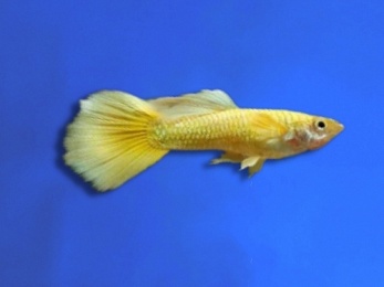 GUPPY MALE DUMBO 24K 