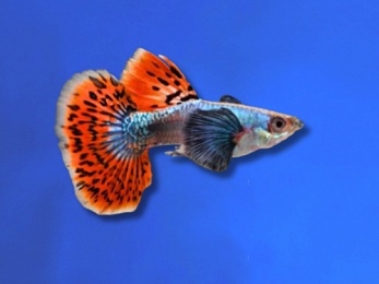 GUPPY MALE DUMBO RED MOSAIC