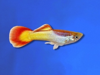 GUPPY MALE FLAME TAIL