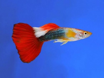 GUPPY MALE MERRYGOLD TUXEDO