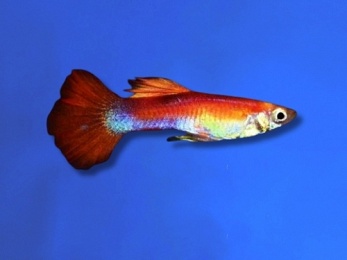 GUPPY MALE RAINBOW KOI