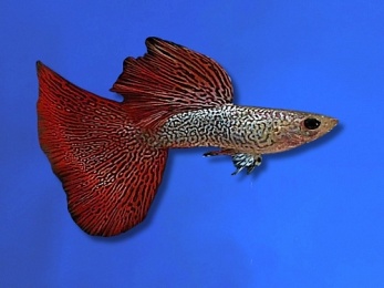 GUPPY MALE RED LACE METAL