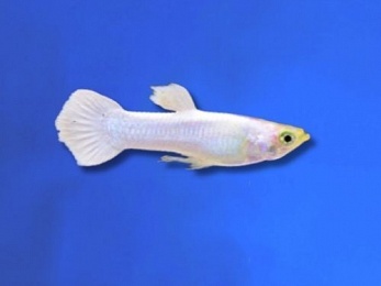 GUPPY MALE SNOW WHITE