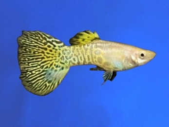 GUPPY MALE YELLOW COBRA