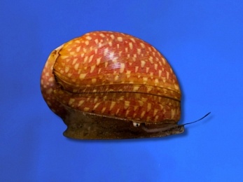 SNAIL NERITE STRIPED PUMPKIN