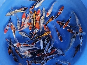 KOI WCB IMPORT MIX