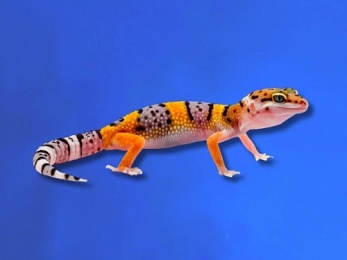 LEOPARD GECKO ASSORTED JUVENILE