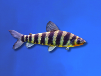 LEPORINUS BLACK BANDED