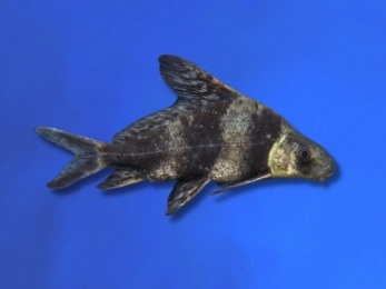 LOACH HI FIN