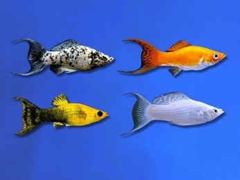 MOLLY ASSORTED LYRETAIL