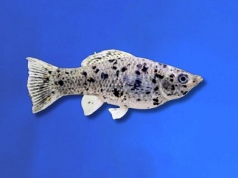 MOLLY MARBLE / DALMATION