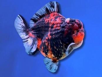 ORANDA TIGER